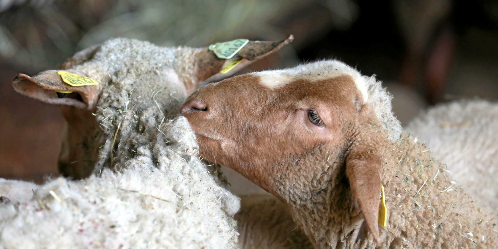 Grèce : des moutons engloutissent près de 300 kg de cannabis