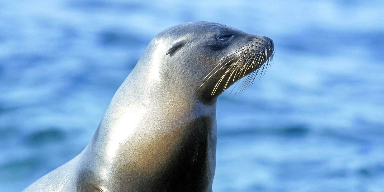 sea lion escapes from Central Park Zoo - TIme News