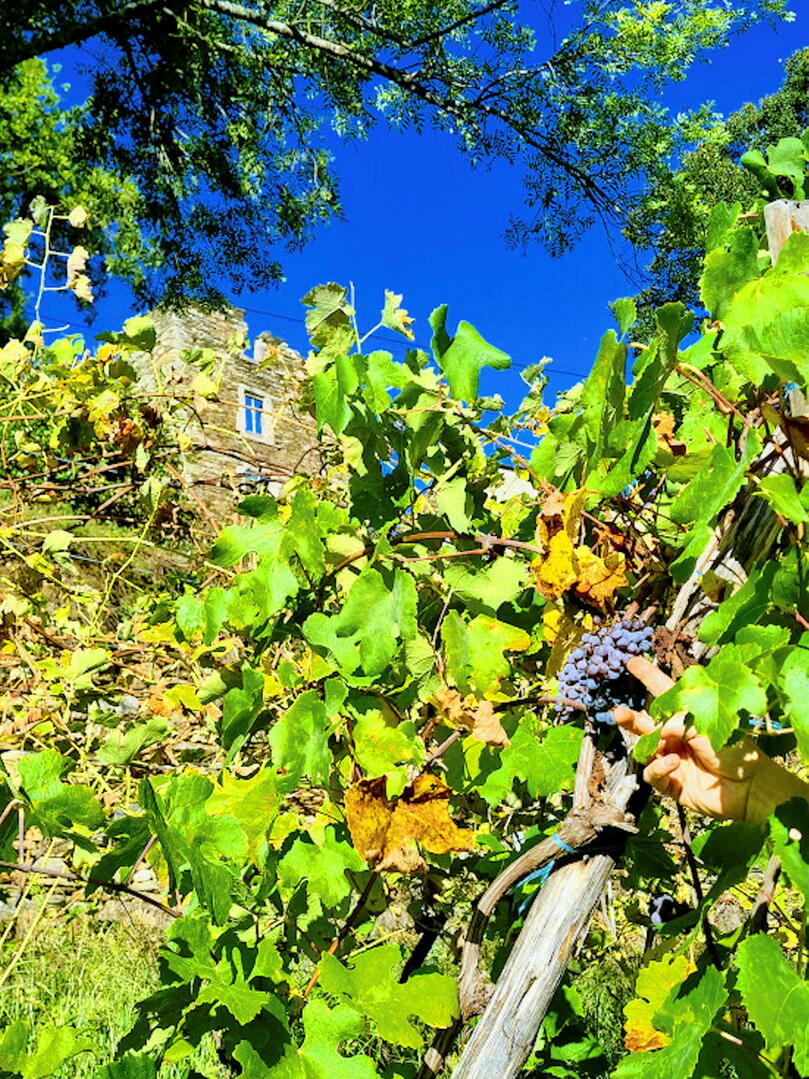 Lozère - treilles - viticulture - cépages - patrimoine ©  Dr