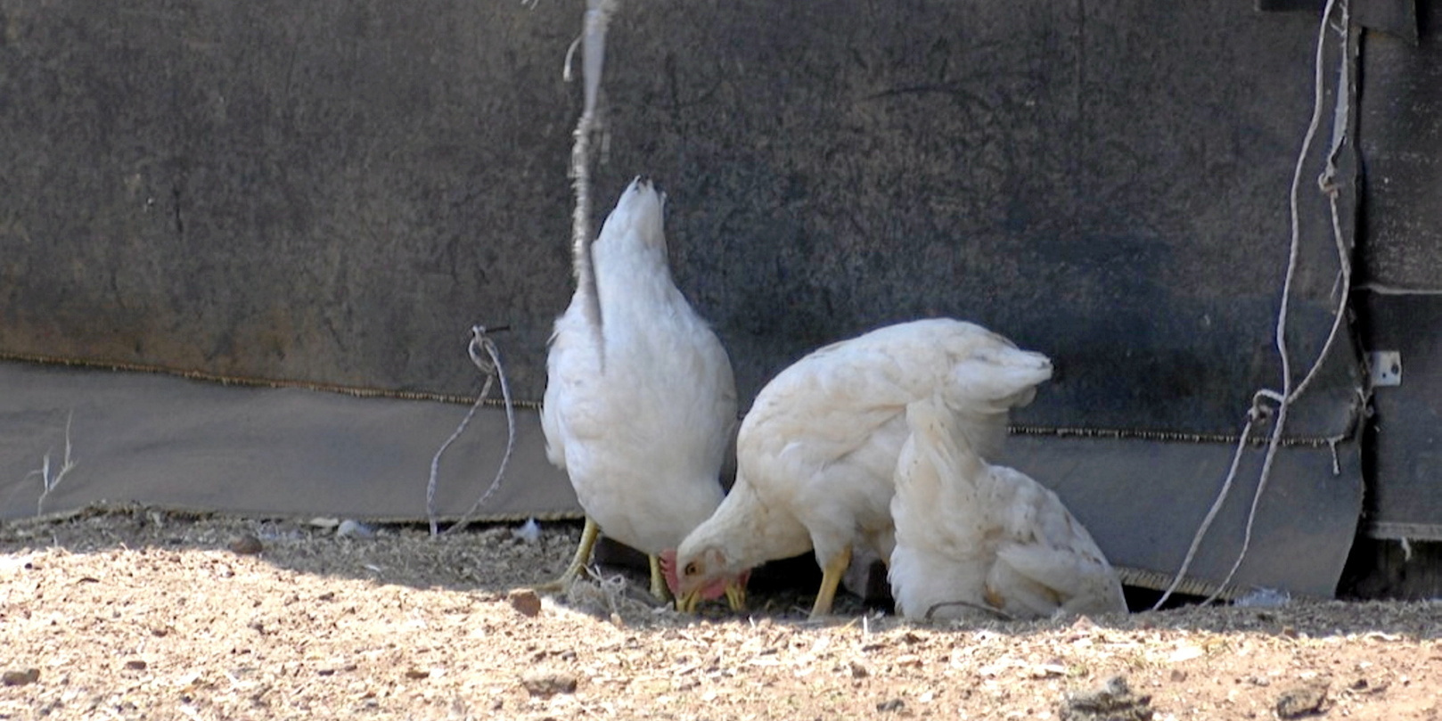 Bird flu causes egg shortage in South Africa timenews