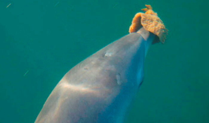 Les dauphins, entre mythe et réalité