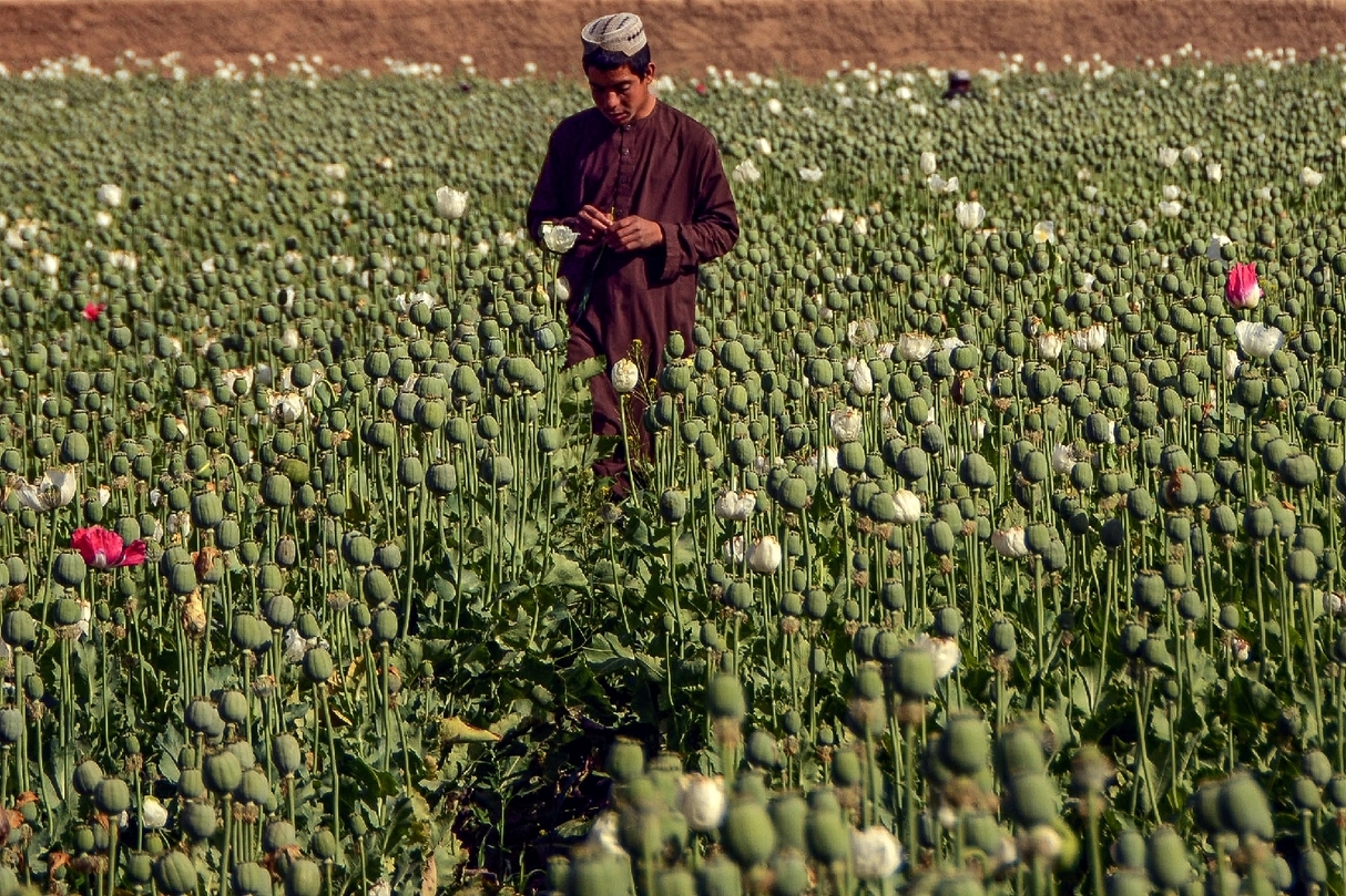 Afghanistan: La culture du pavot en hausse depuis le retour des