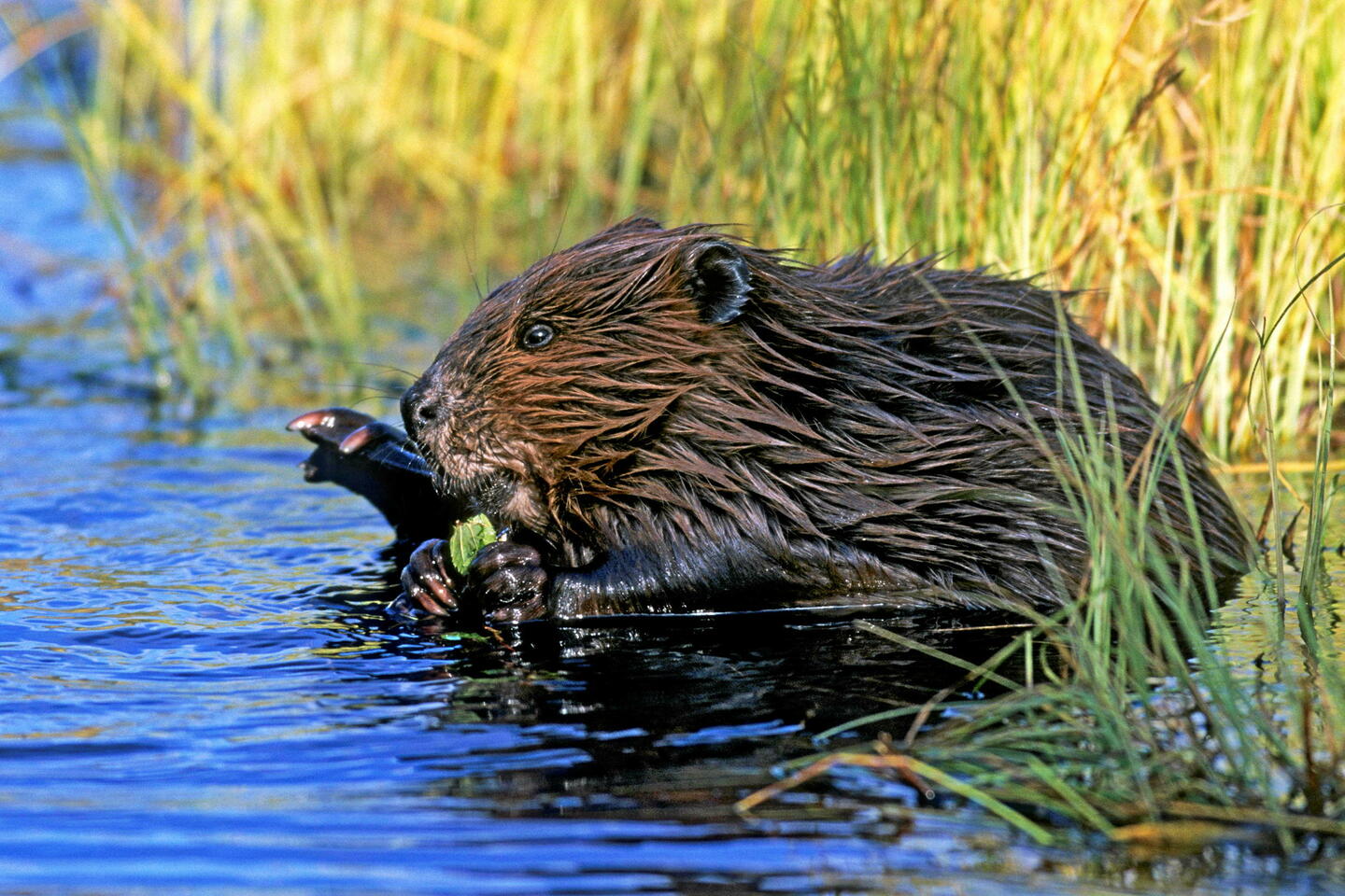Spying on beavers from space could help save California