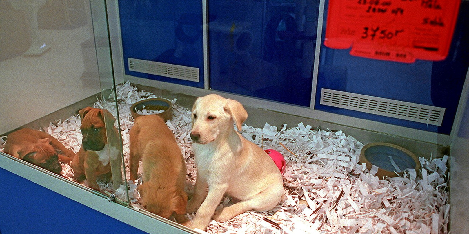 Prohibida la venta de perros y gatos en tiendas de mascotas - Espanol News