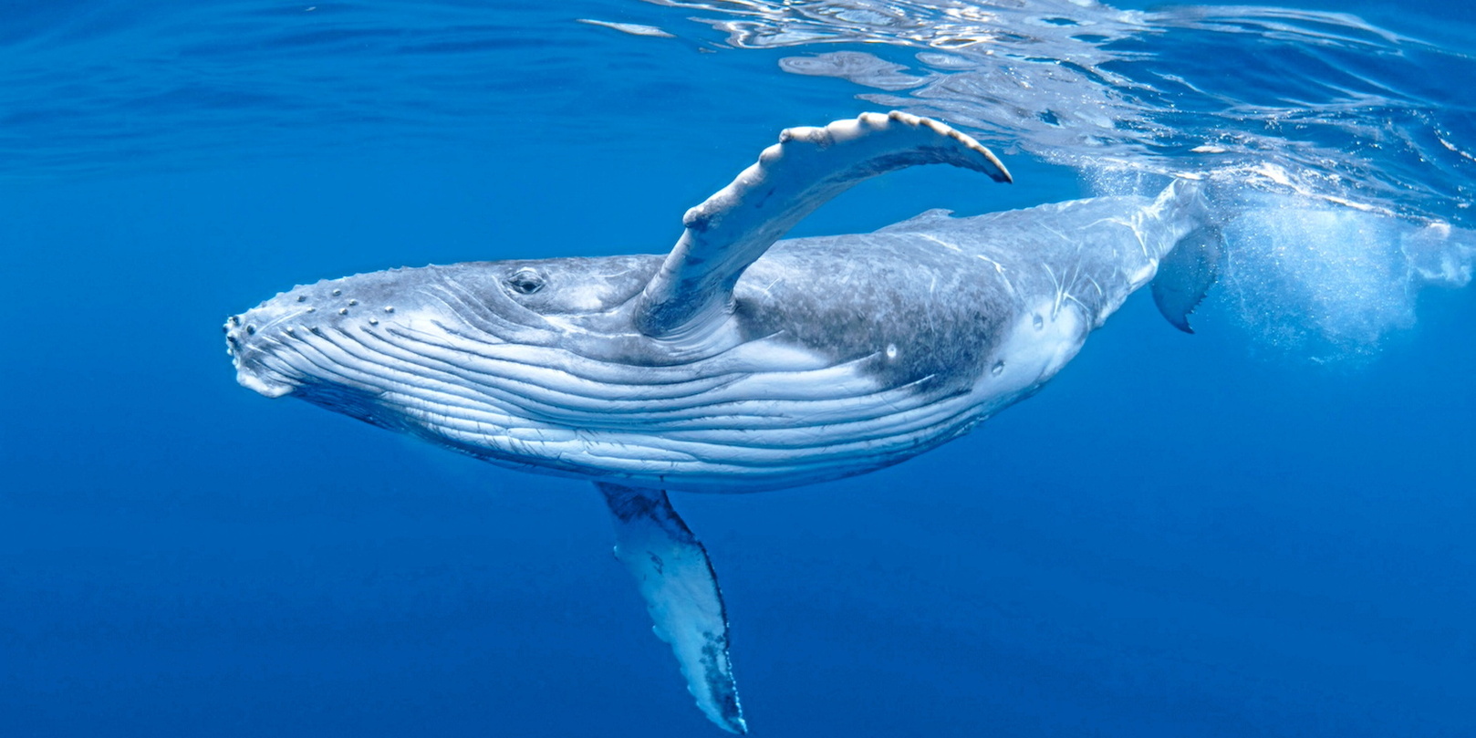 Le mystère de la baleine la plus seule du monde