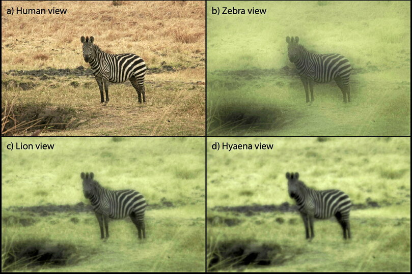 <p class="western" style="text-align:left"><span style="background:transparent">1. Zèbre vu par un humain (a), un conspécifique (b), un lion (c) et une hyène (d).  Source : Melin et al., « Zebra stripes through the eyes of their predators, </span><span style="background:transparent">zebras, and humans », PlosOne , 2016, p. 10. </span>
