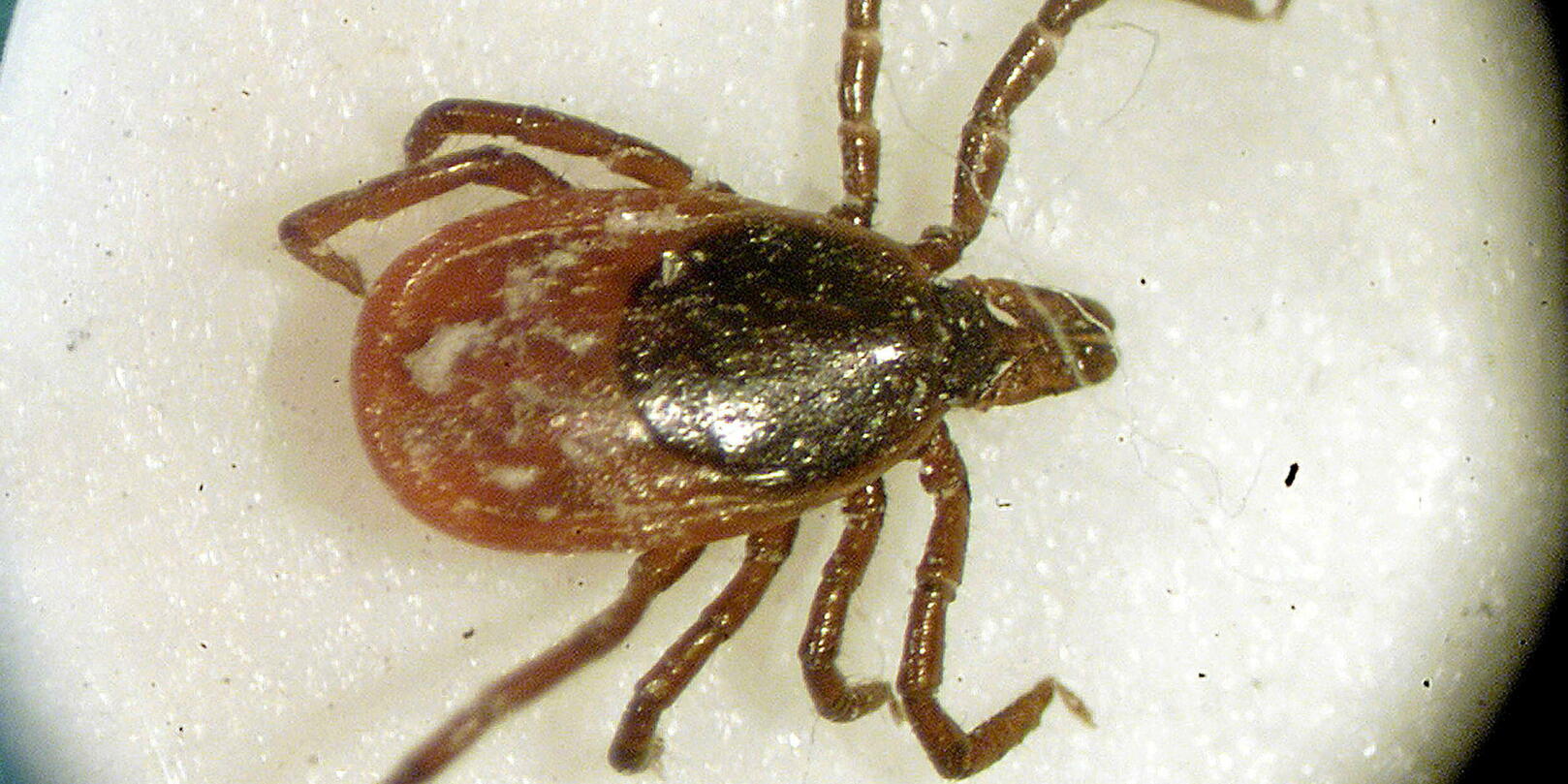 Tick ​​bites: the deadly threat to Powassan