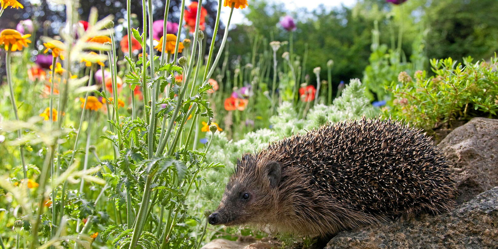 De egel wordt ‘bijna’ met uitsterven bedreigd