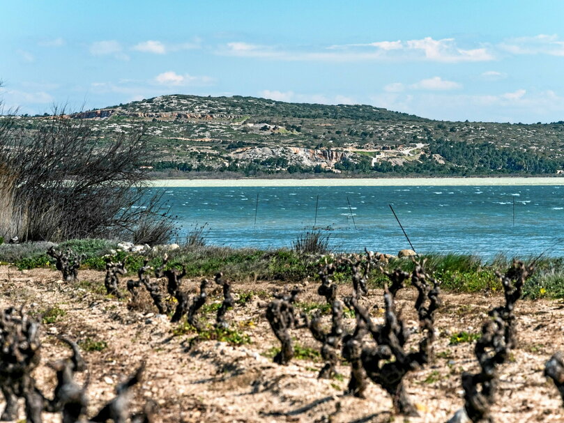 vin - Languedoc - Fitou - mourvèdre © Dr