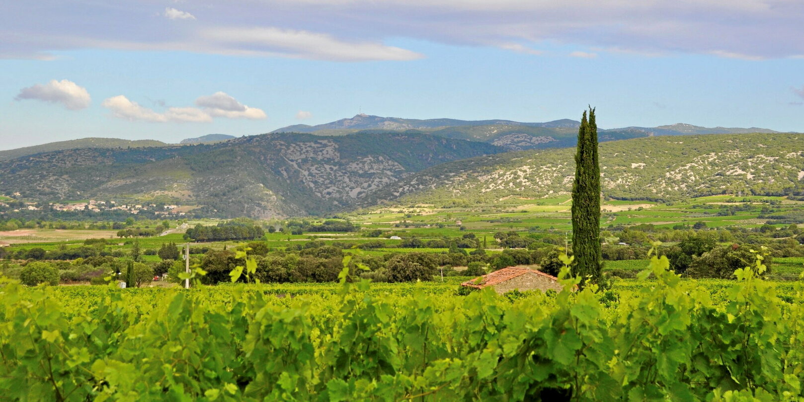 Vignes et vins bio bravent les crises