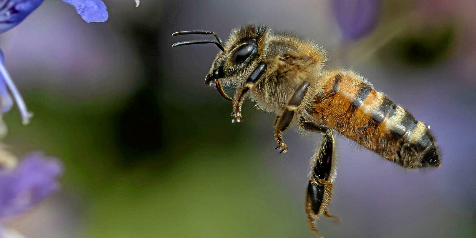 Et si l’on donnait un salaire aux abeilles ?