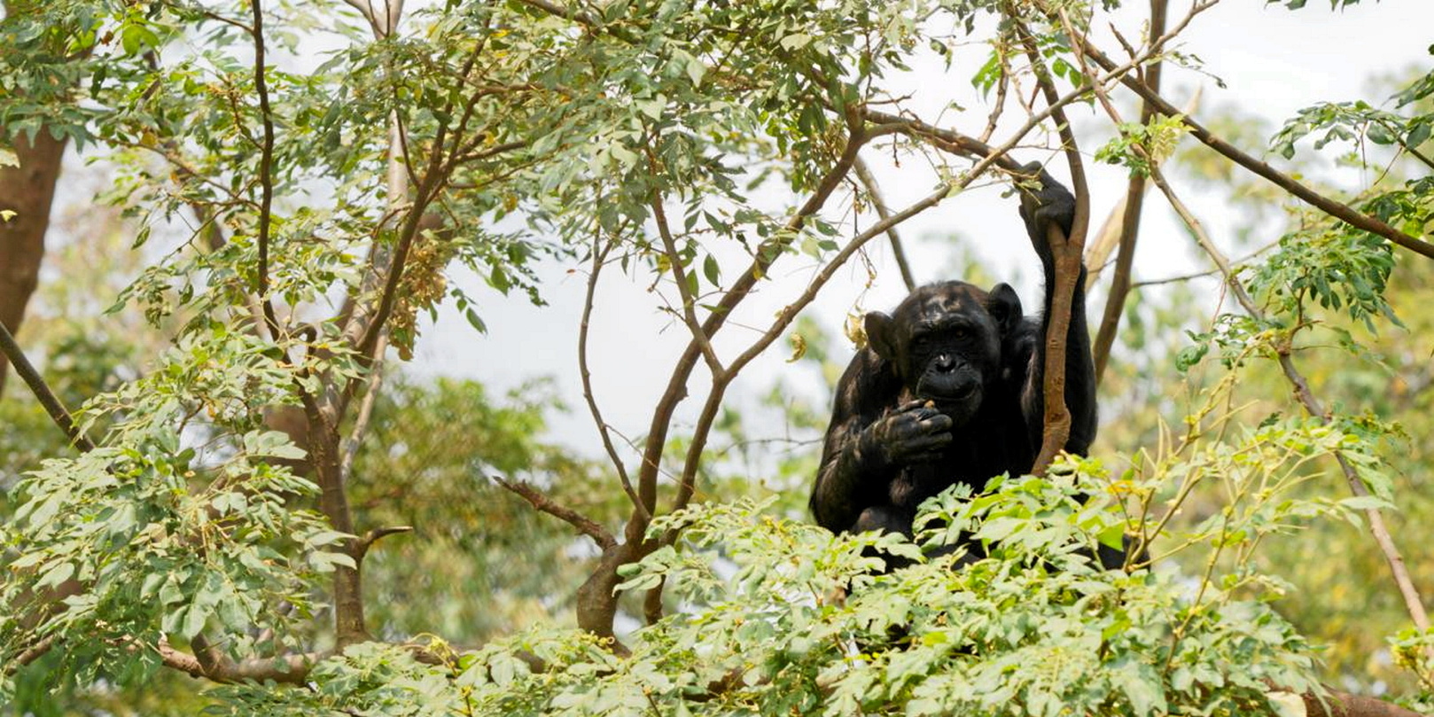 Émoi en RDC avant le transfert de 12 chimpanzés d’un sanctuaire vers un zoo