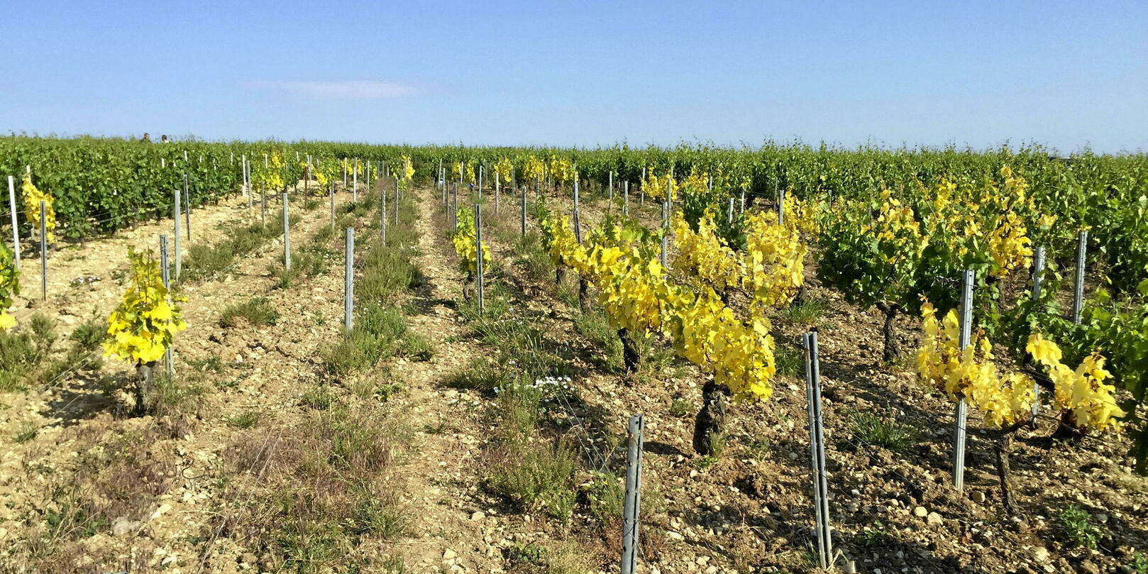 Peut-on vacciner les plantes contre des virus, comme pour les humains ?