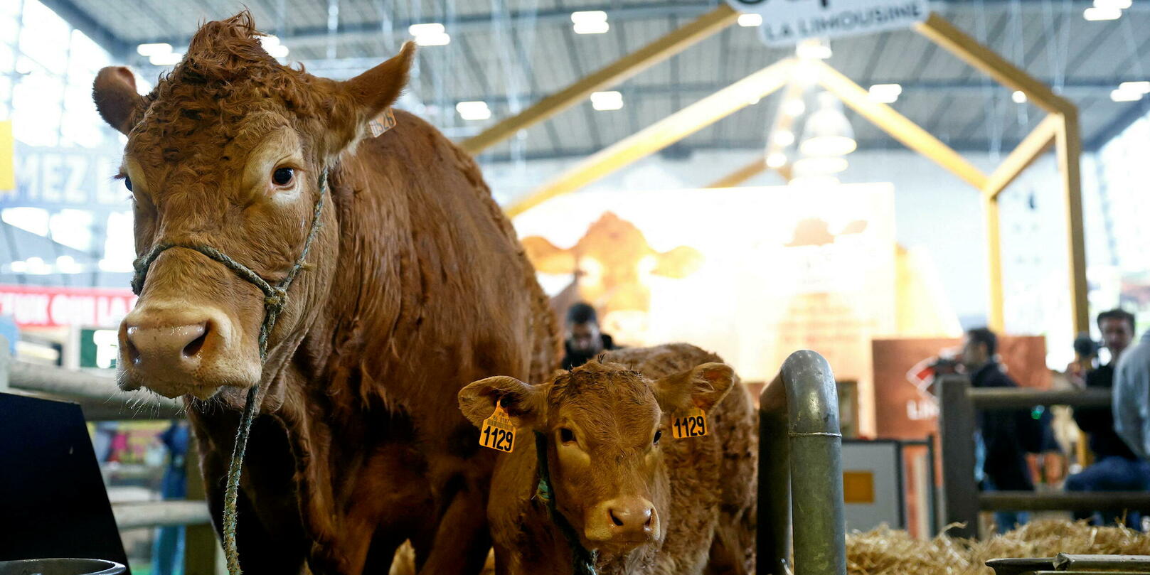 Salon de l’agriculture : qui est Oupette, la vache star de l’édition 2025 ?