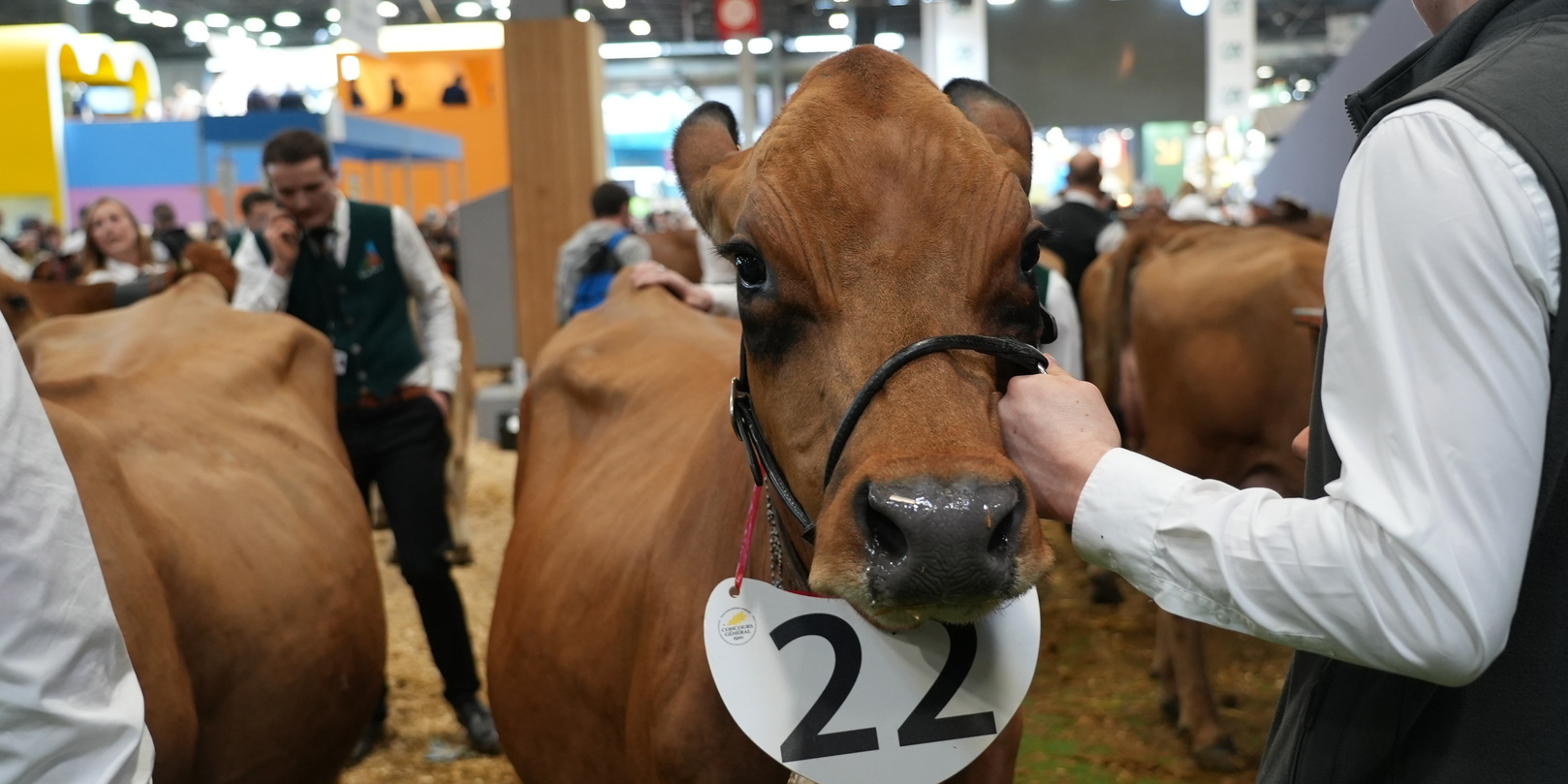 « Elle a fait la vache folle ! » : comment Pieuvre a raté son concours de beauté au Salon de l’agriculture