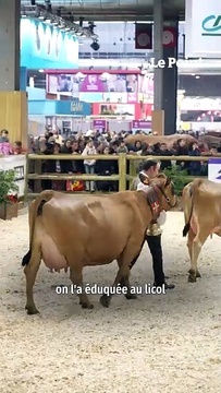 Salon de l’agriculture : suivez la préparation d’une vache pour le concours