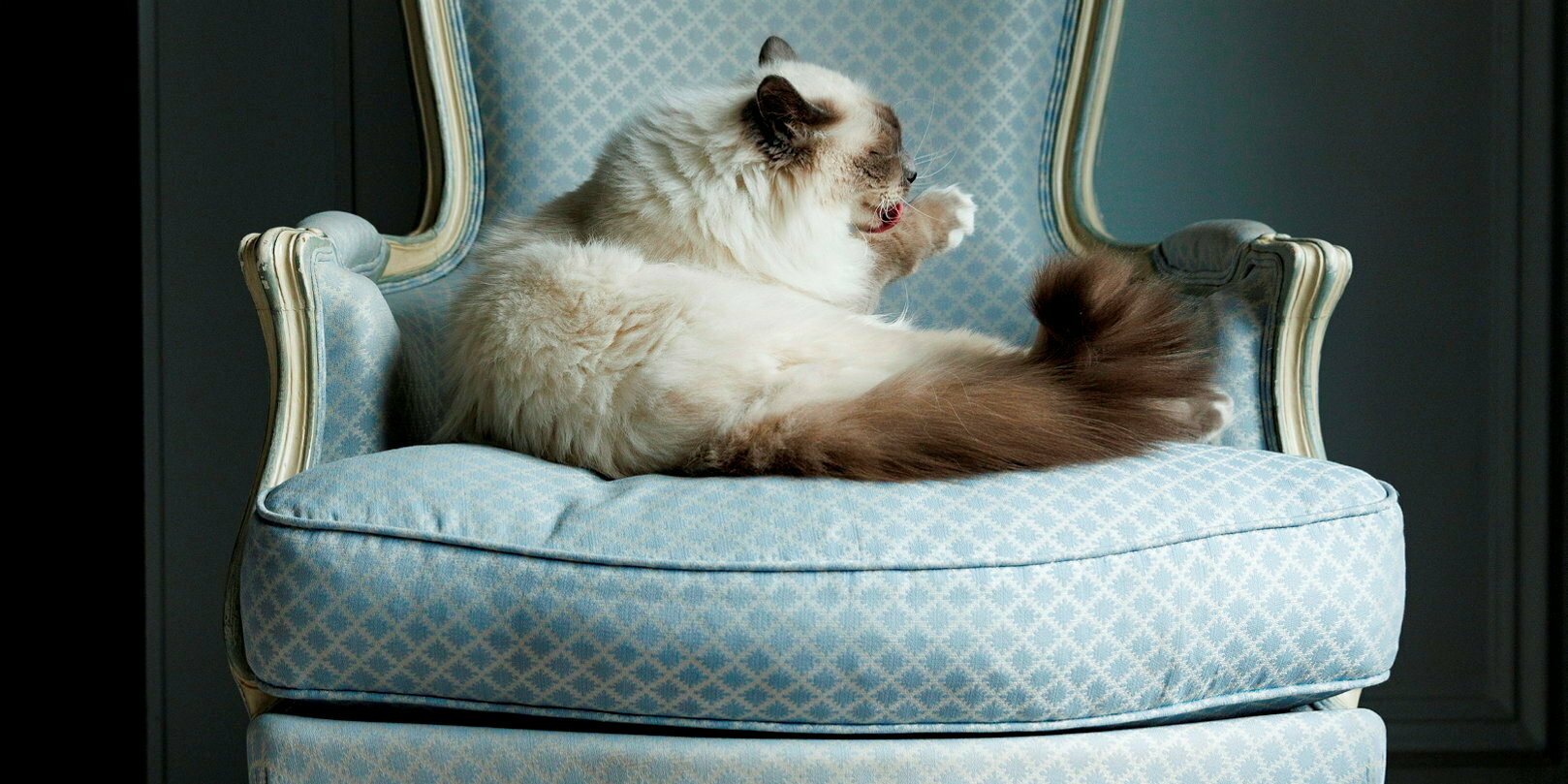 Rencontre avec Socrate, le chat qui règne en maître au Bristol