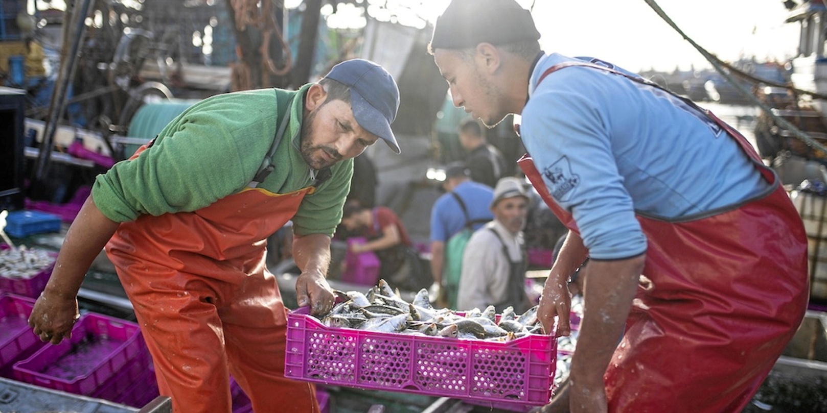 Au Maroc, la sardine enflamme les débats