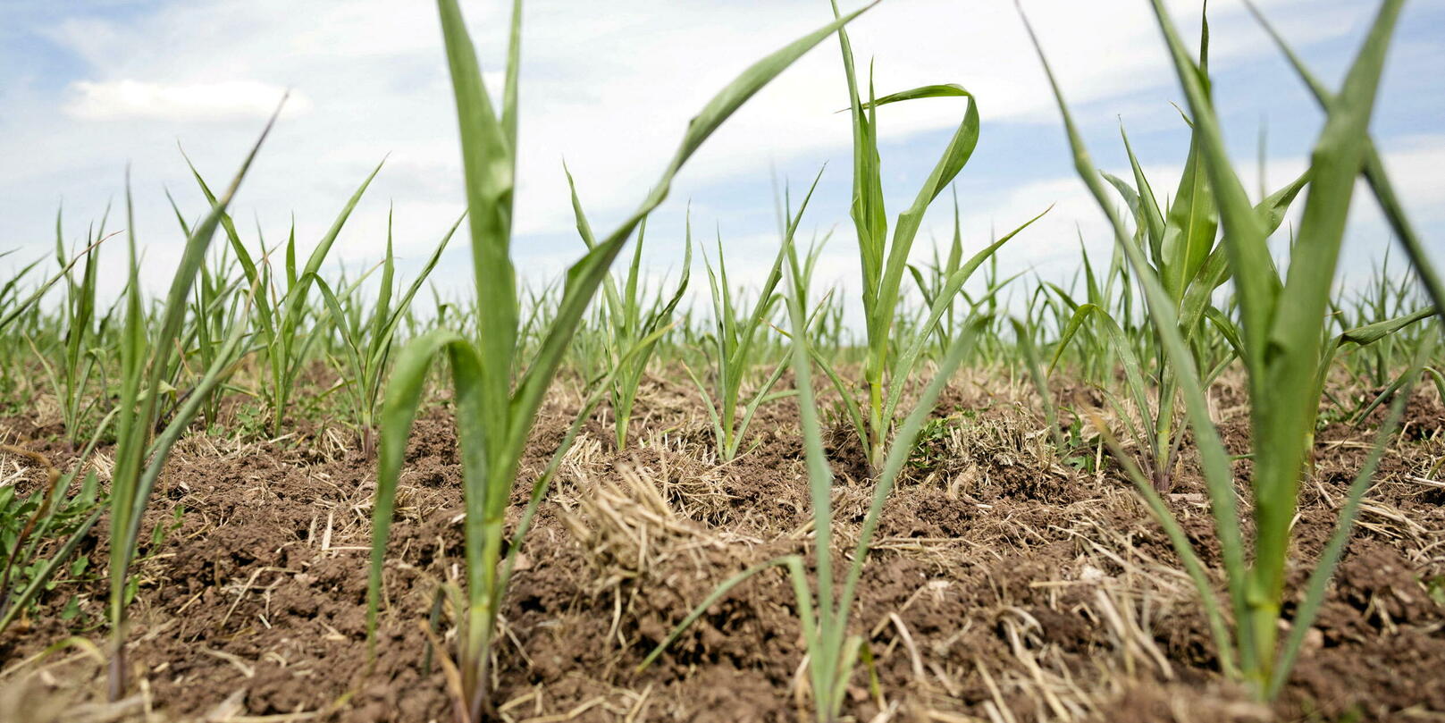 Le niveau des nappes phréatiques fait-il craindre des sécheresses cet été ?