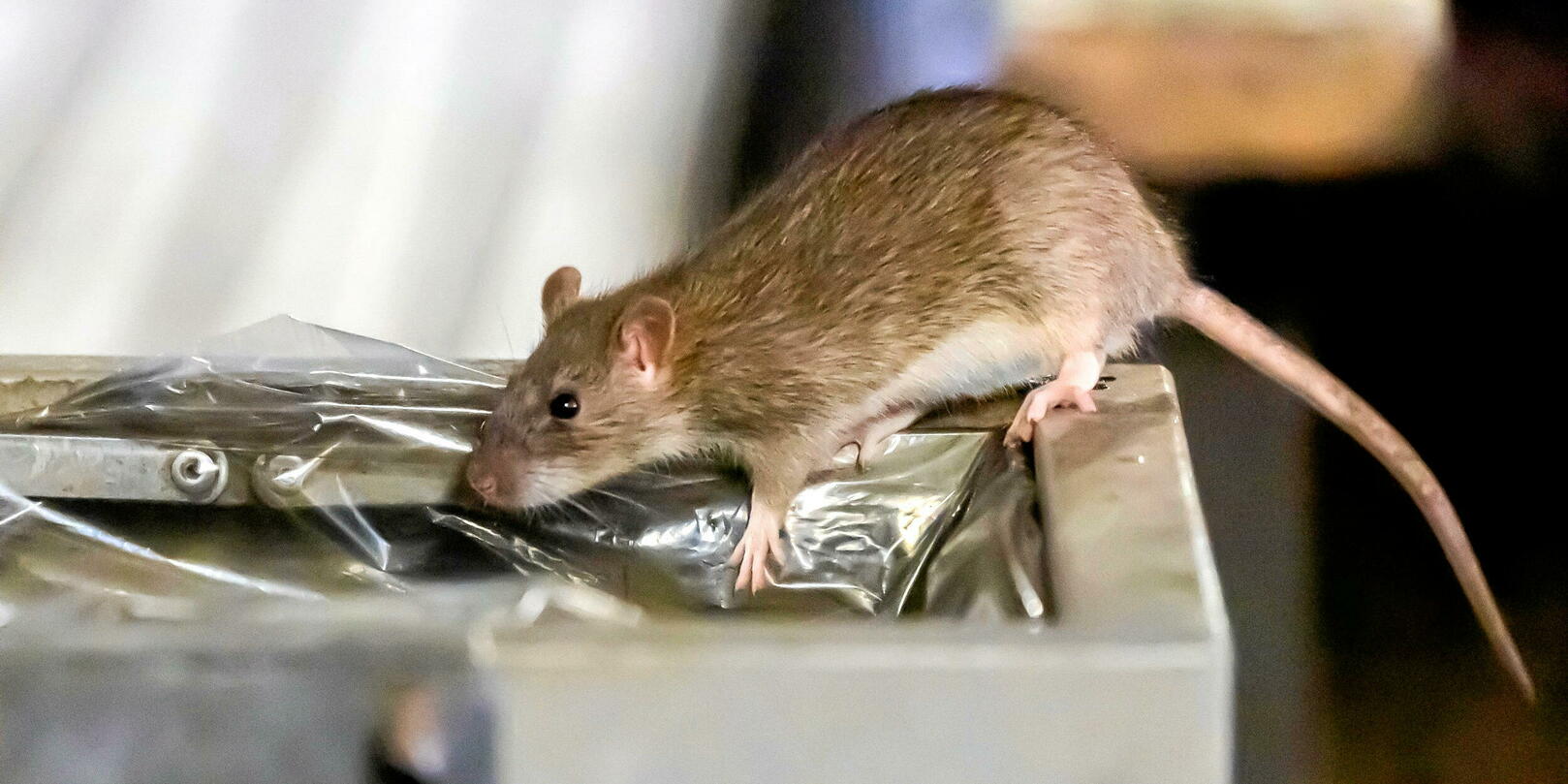 Chaleur : pourquoi vous allez croiser de plus en plus de rats ?