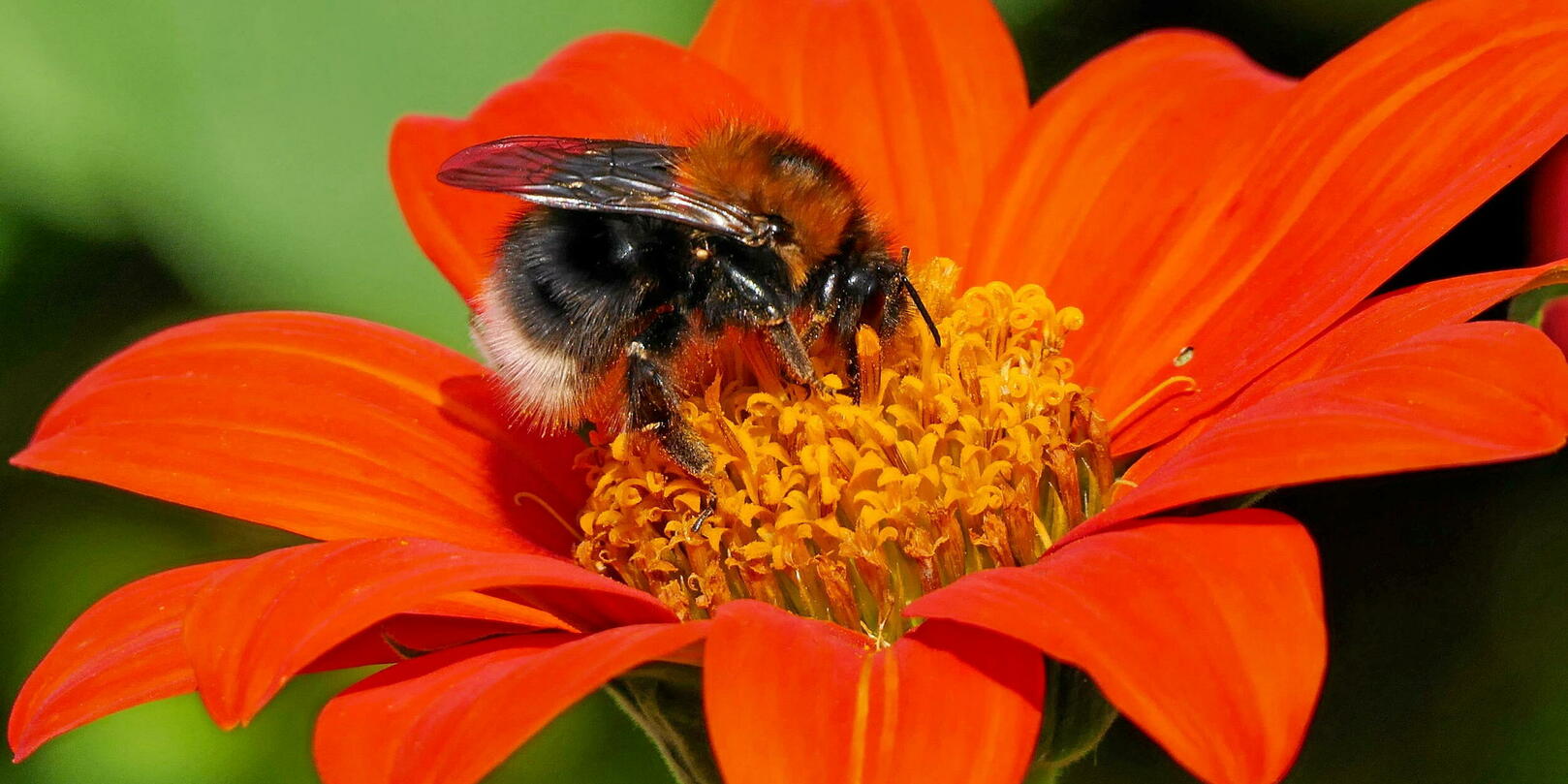 Acétamipride : pourquoi l’insecticide taxé de « tueur d’abeilles » enflamme l’Assemblée
