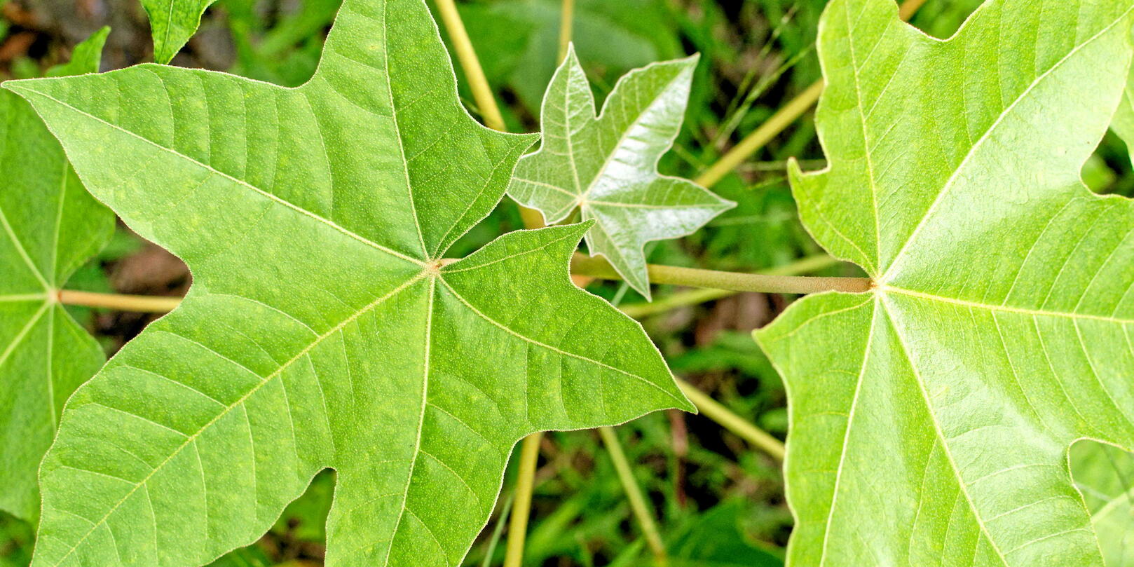 Pourquoi certaines plantes ont-elles différentes formes de feuilles ?