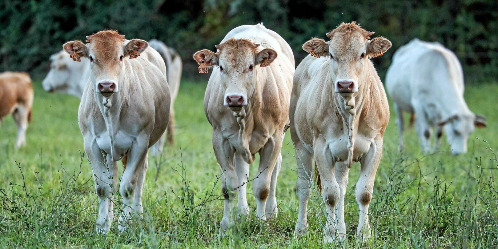 Oléagineux en hausse, élevage en déclin : 40 ans de mutations agricoles en France