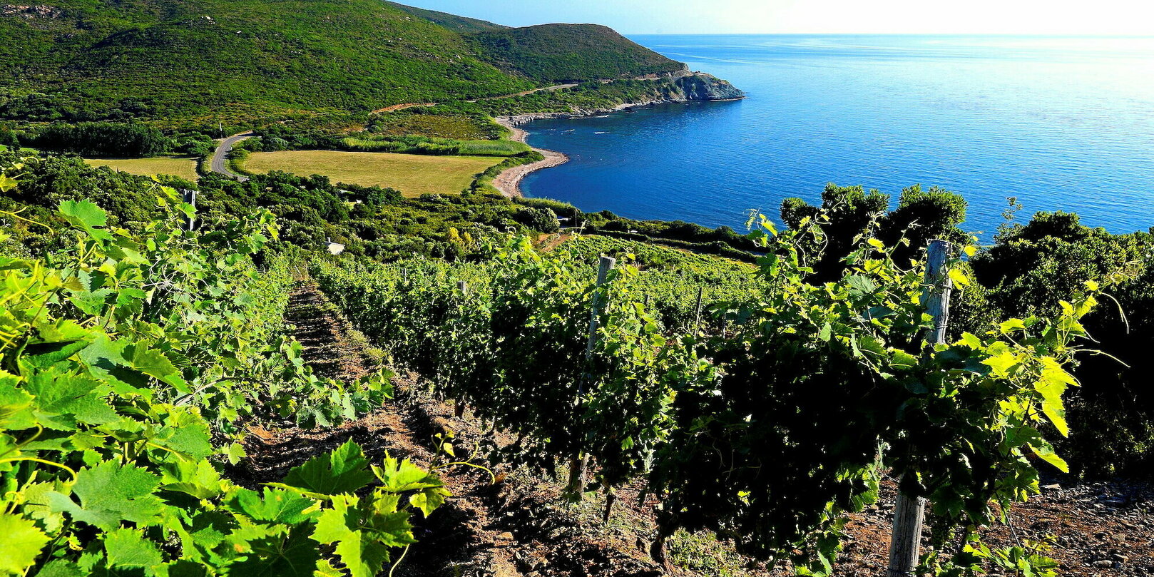 Vins de Corse : notre sélection de l’été 2025