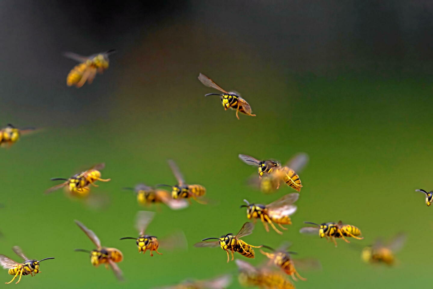 Video porno yeri mua five foot six beautiful, amazing body