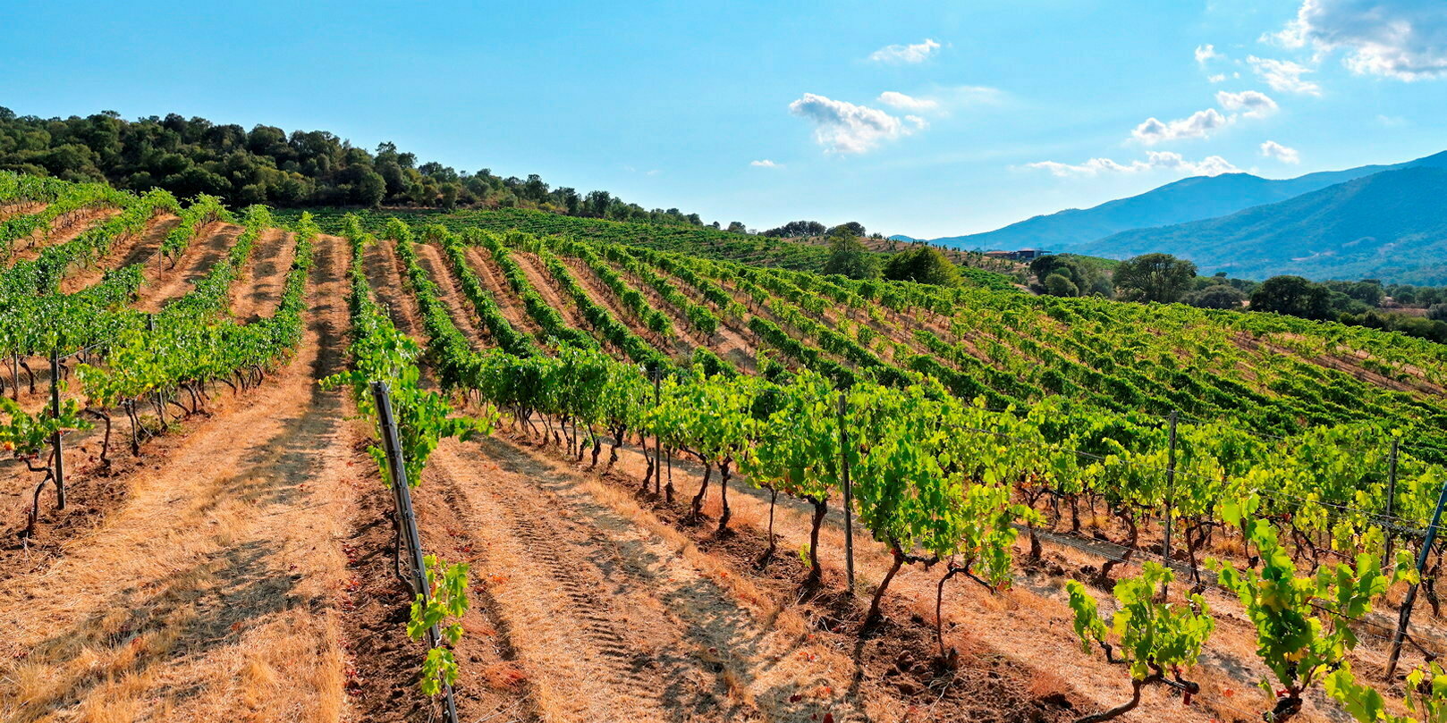 Vin : trois adresses à connaître à Ajaccio et dans ses environs
