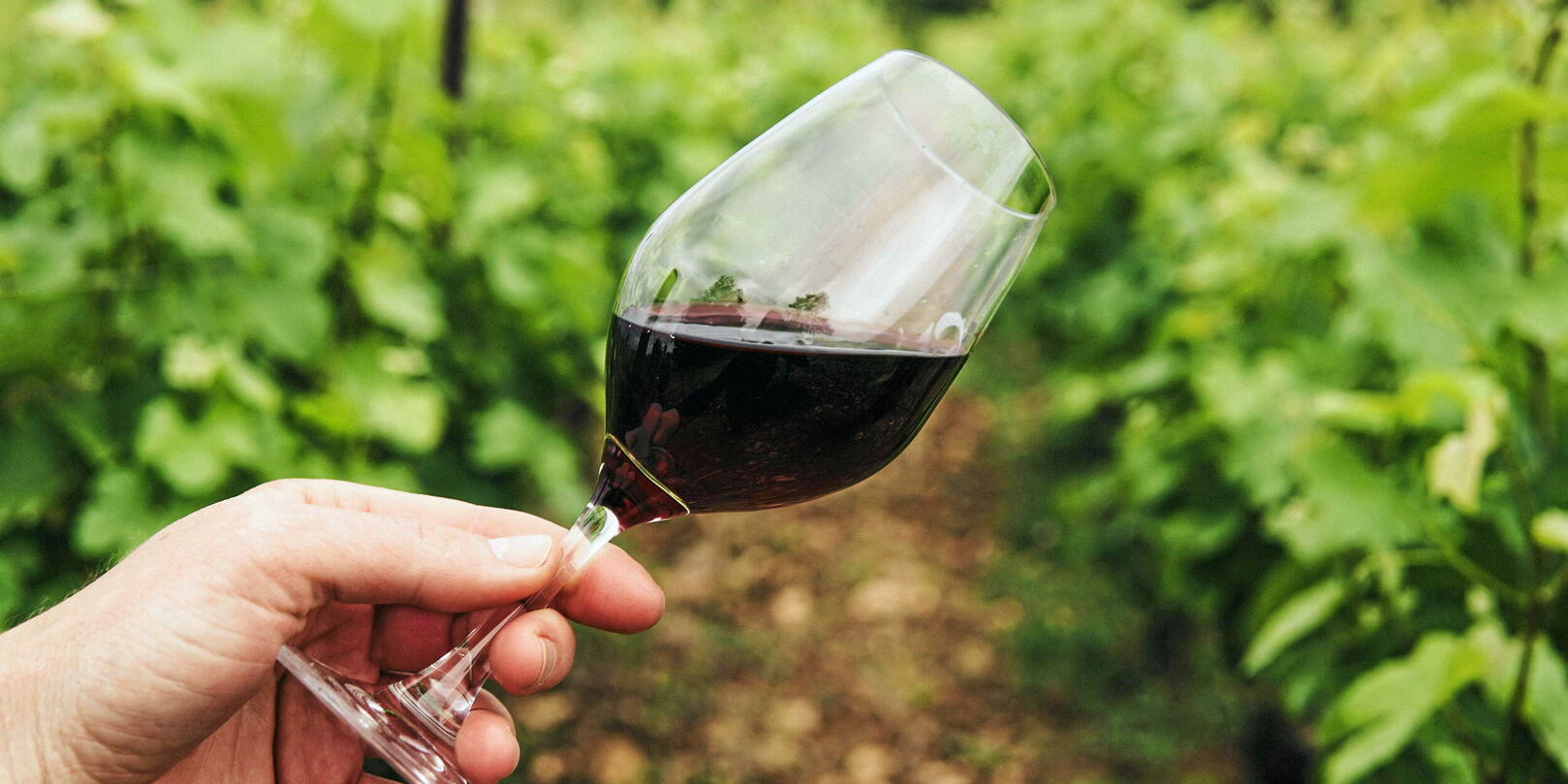 Droits de douane : « Le vin est sacrifié au profit du business industriel et pharmaceutique »