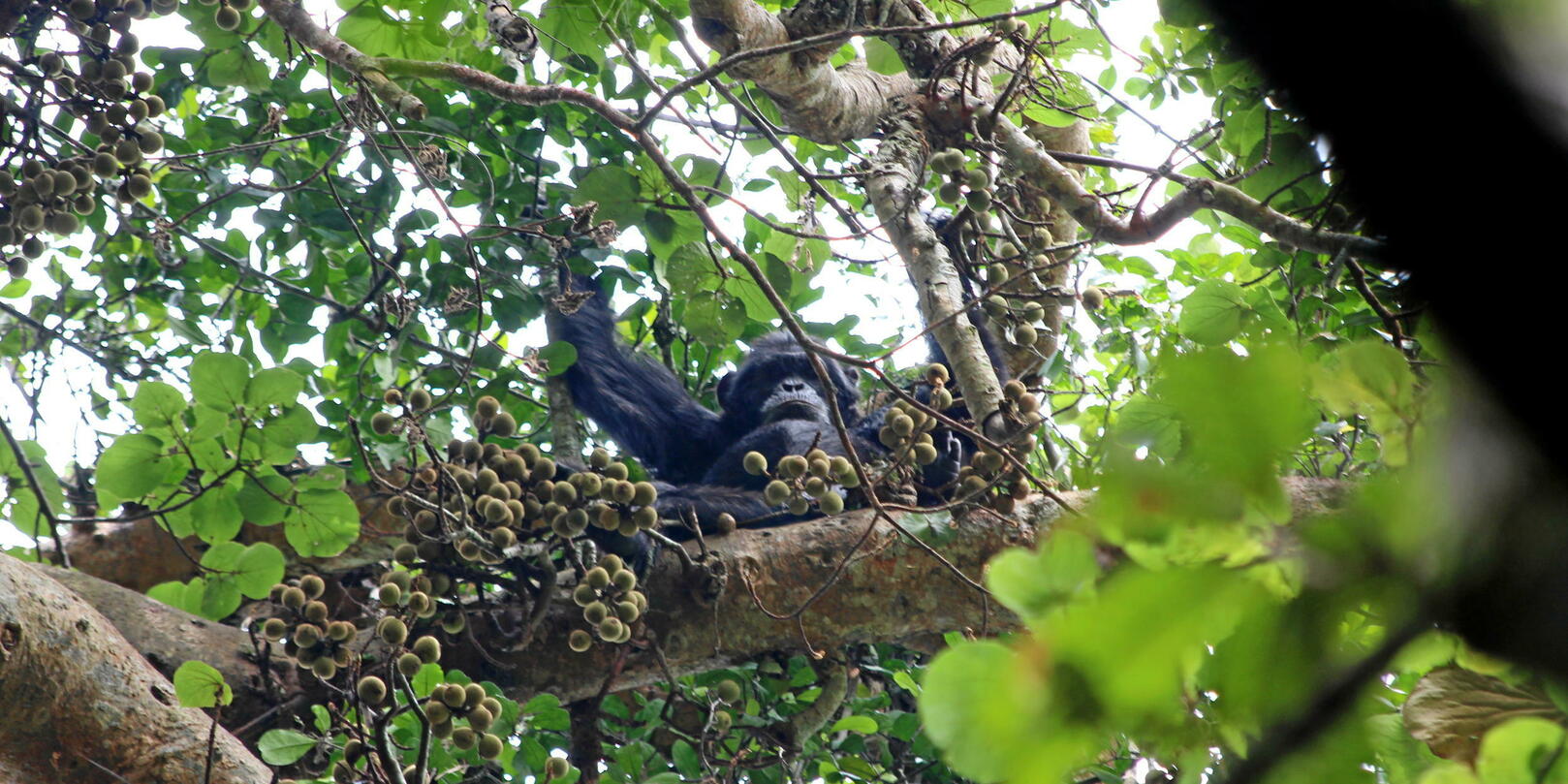 Dans la nature, les chimpanzés aussi consomment de l’alcool