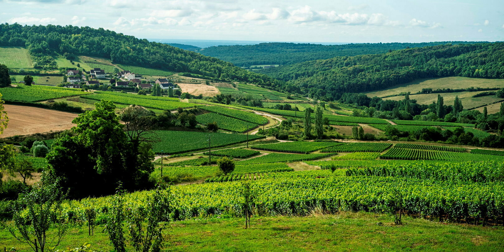 Spécial vins – Bourgogne : l’aligoté, allez le goûter !