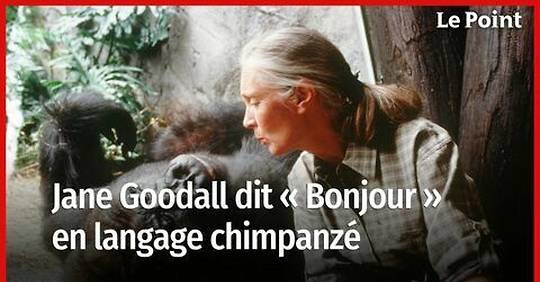 Jane Goodall dit « Bonjour » en chimpanzé