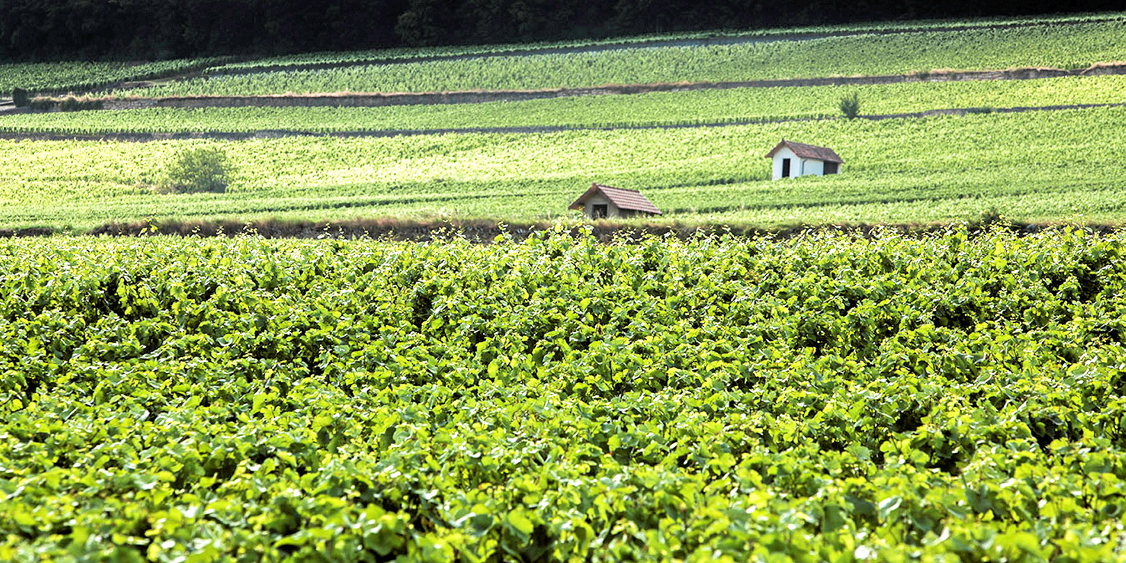 EXCLUSIF. L’inquiétant rachat des grands crus de Bourgogne par des investisseurs chinois