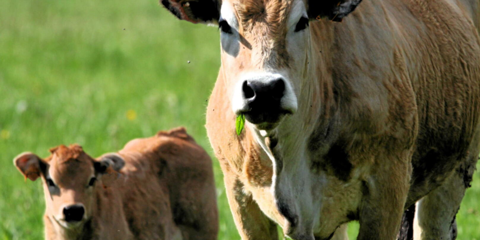Dermatose nodulaire : entre Genevard et les agriculteurs, après la lune de miel, la lune de fiel ?