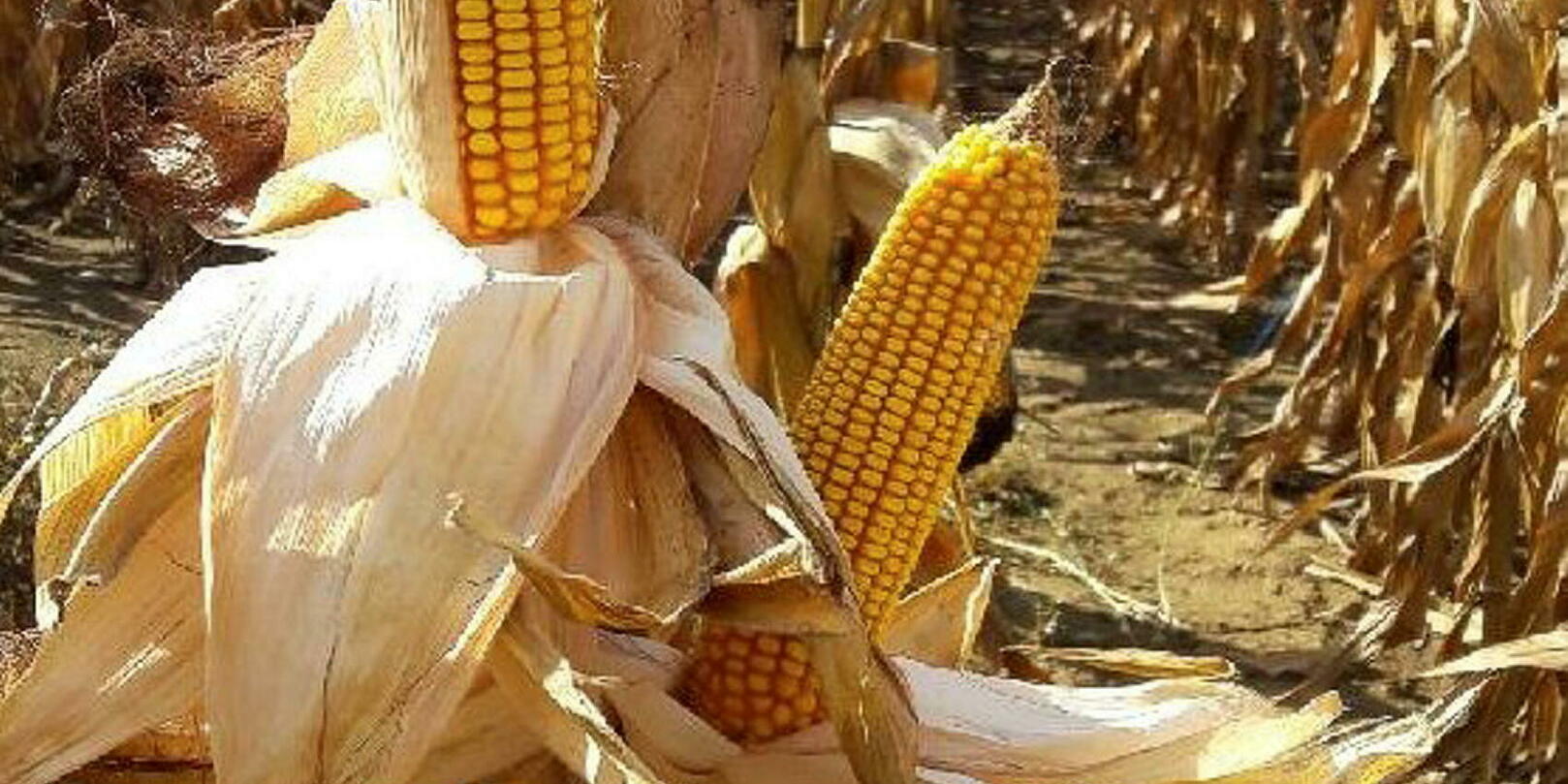 Agriculture française : le coût de la technophobie