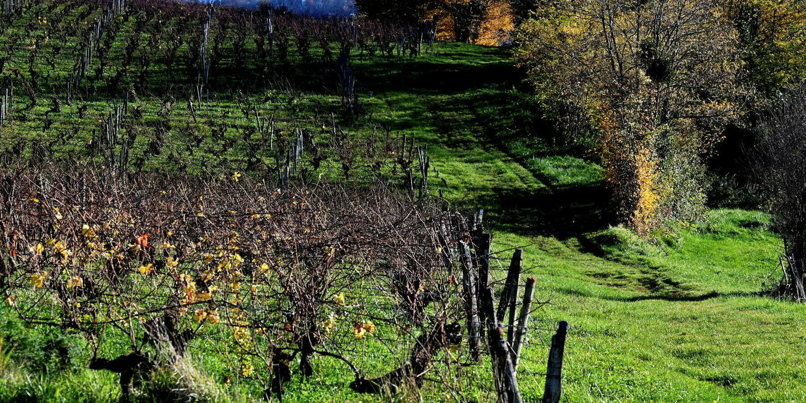 Pourquoi lutter contre le réchauffement climatique ne sauvera pas le vin, le café et le chocolat