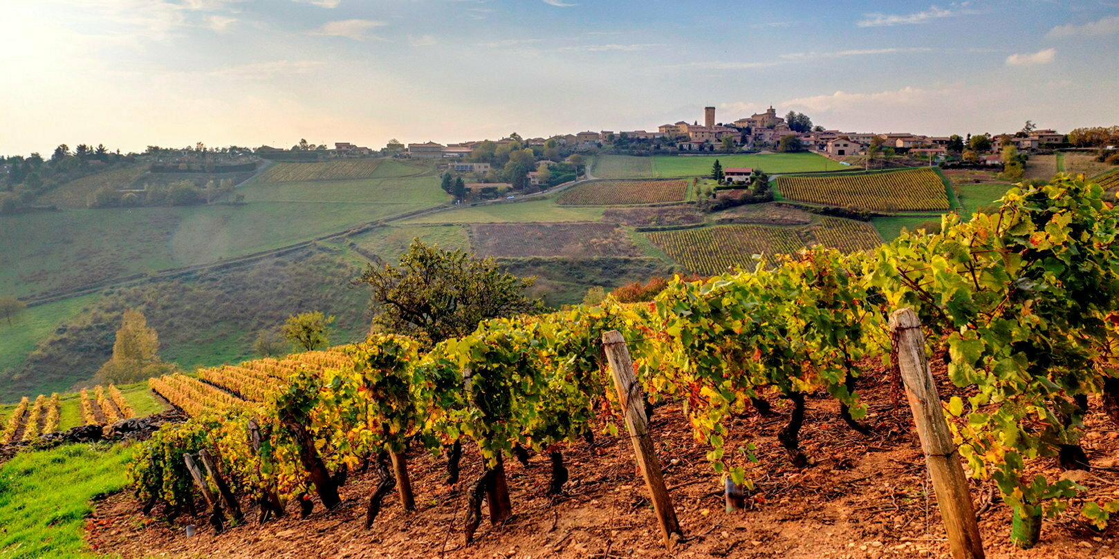 Beaujolais nouveau 2025 : un millésime de qualité