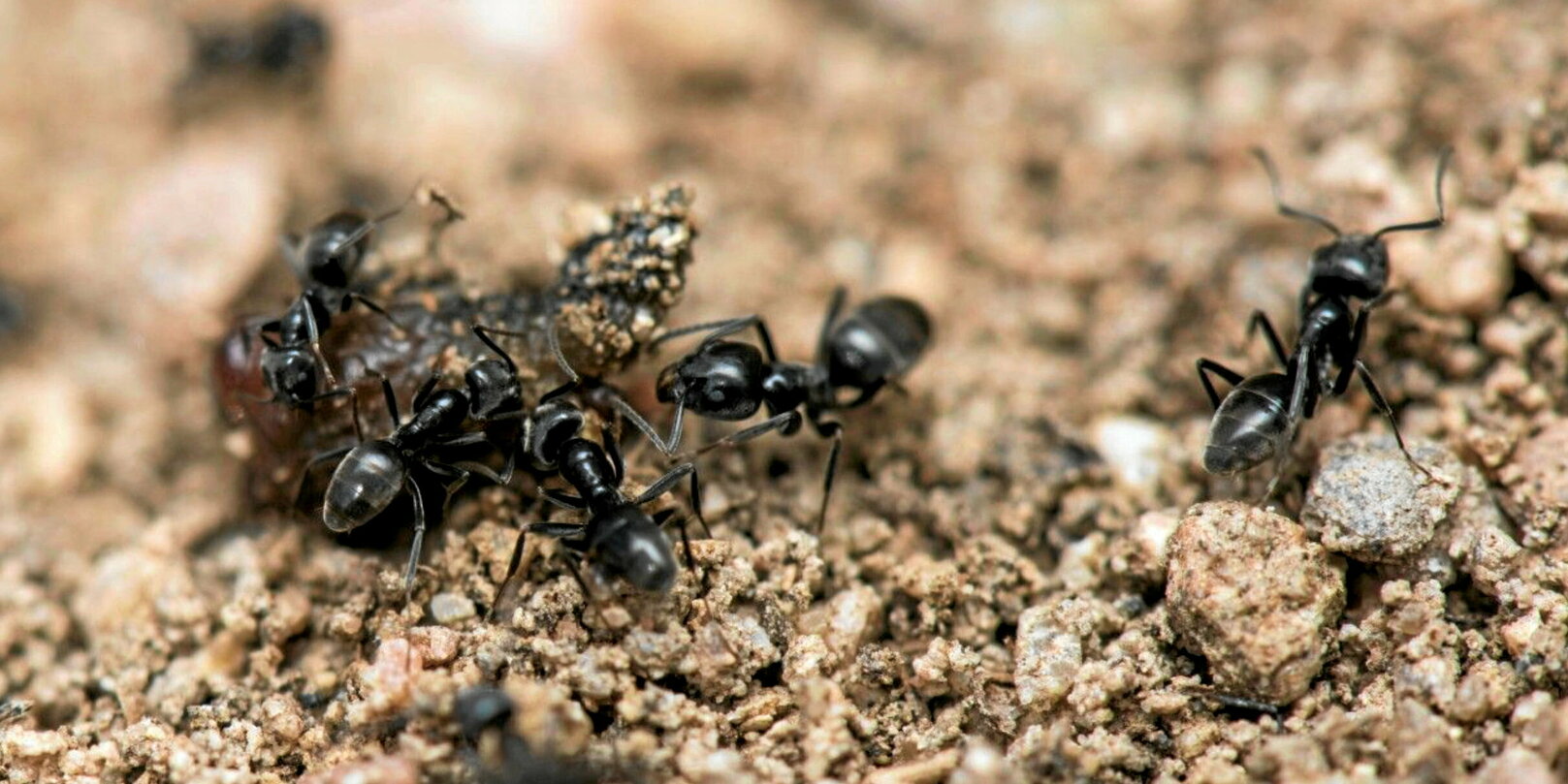 « Tapinoma magnum » : la fourmi qui envahit silencieusement la France et l’Europe