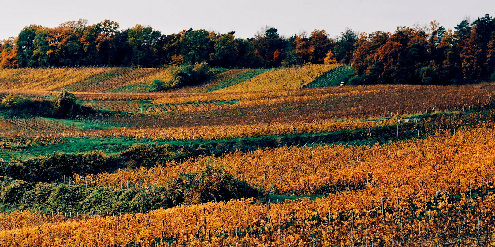 Champagne : vendange superbe et nouvelles générations