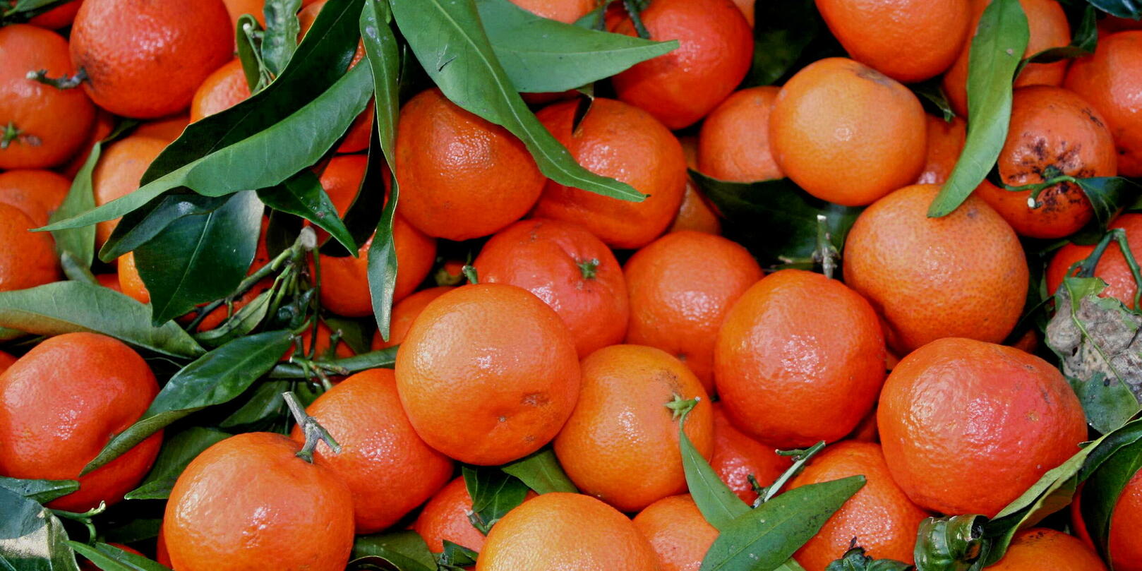 Clémentines de Corse : le marché (très) juteux d’une aventure agricole centenaire